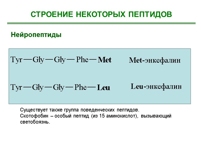 Нейропептиды  СТРОЕНИЕ НЕКОТОРЫХ ПЕПТИДОВ Существует также группа поведенческих пептидов.  Скотофобин – особый